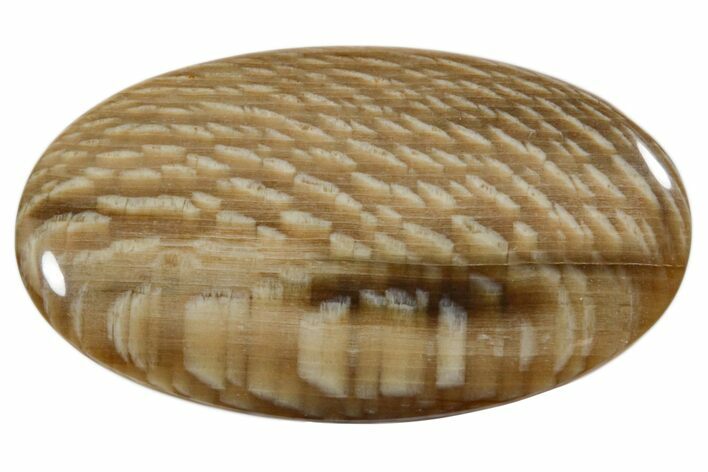 Petrified Wood (Sycamore) Oval Cabochon #171347